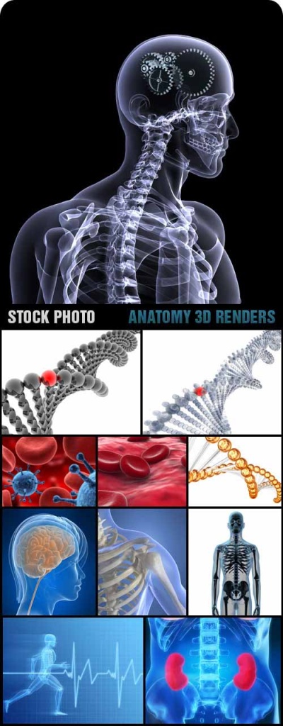 скачать Фотоклипарт - Anatomy 3D Renders бесплатно или скачать фотошоп фильтр шаблон кисти шрифт