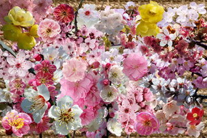 скачать Клипарт Цветущие ветки сакуры и японской сливы бесплатно или скачать фотошоп фильтр шаблон кисти шрифт