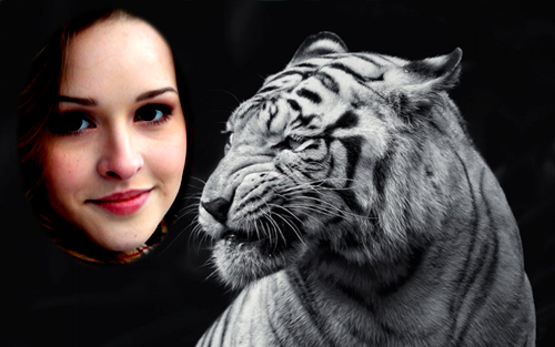 скачать Фоторамка для фотошопа - Грозный белый тигр бесплатно или скачать фотошоп фильтр шаблон кисти шрифт
